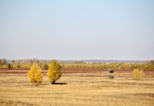 До +10°С: погода в Алтайском крае и Рубцовске 14 октября