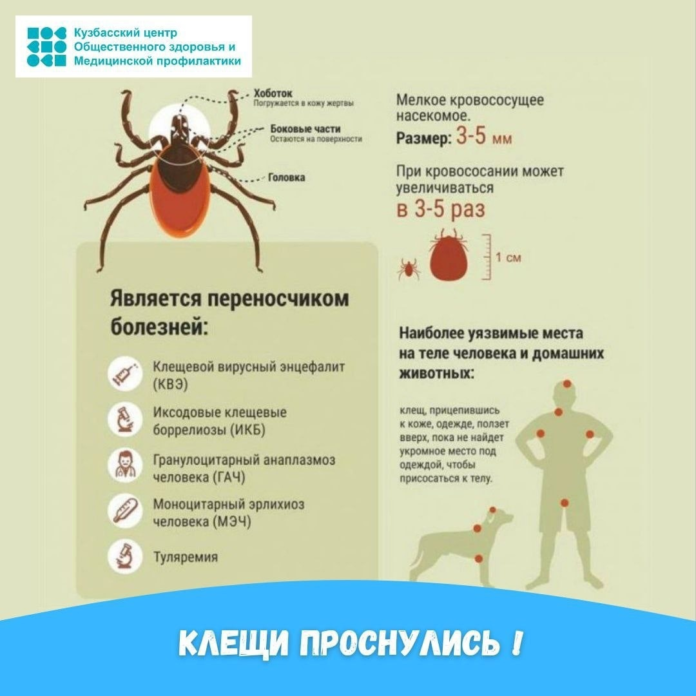 клещи