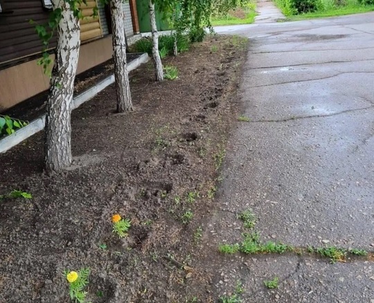 бархатцы