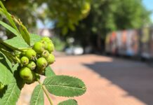Жара до +32°С и без дождей: прогноз погоды в Рубцовске на неделю