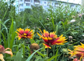 Жара до +31°С и немного дождей: прогноз погоды в Рубцовске на неделю