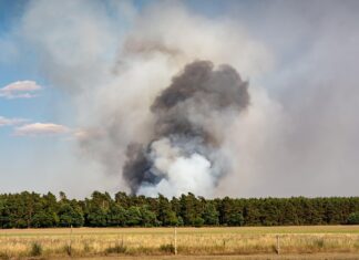 Жара и грозы –угроза лесу: в Алтайском крае продолжаются лесные пожары