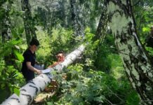 За незаконными рубками в Алтайском крае начали следить из космоса