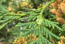 От +8°С до +27°С: погода в Алтайском крае и Рубцовске на 3 дня